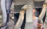 印度男子徒手抓巨型眼镜王蛇，网友：这是拼命演出吗