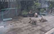 上海一小区居民苦恼新邻居：突然搬来让人提心吊胆！不能抓不能打