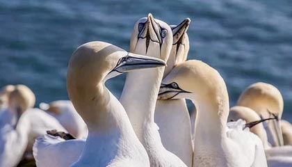 半场战报-艾永阿里乌姆6分钟闪击 国足0射正0-2喀麦隆