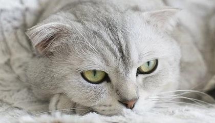 詹姆斯刷新最老三双纪录 胜场数追平贾巴尔并列第一