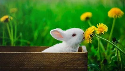 走了一位“亲华总理”，又上了一位“亲华总理”，蒙古国想通了