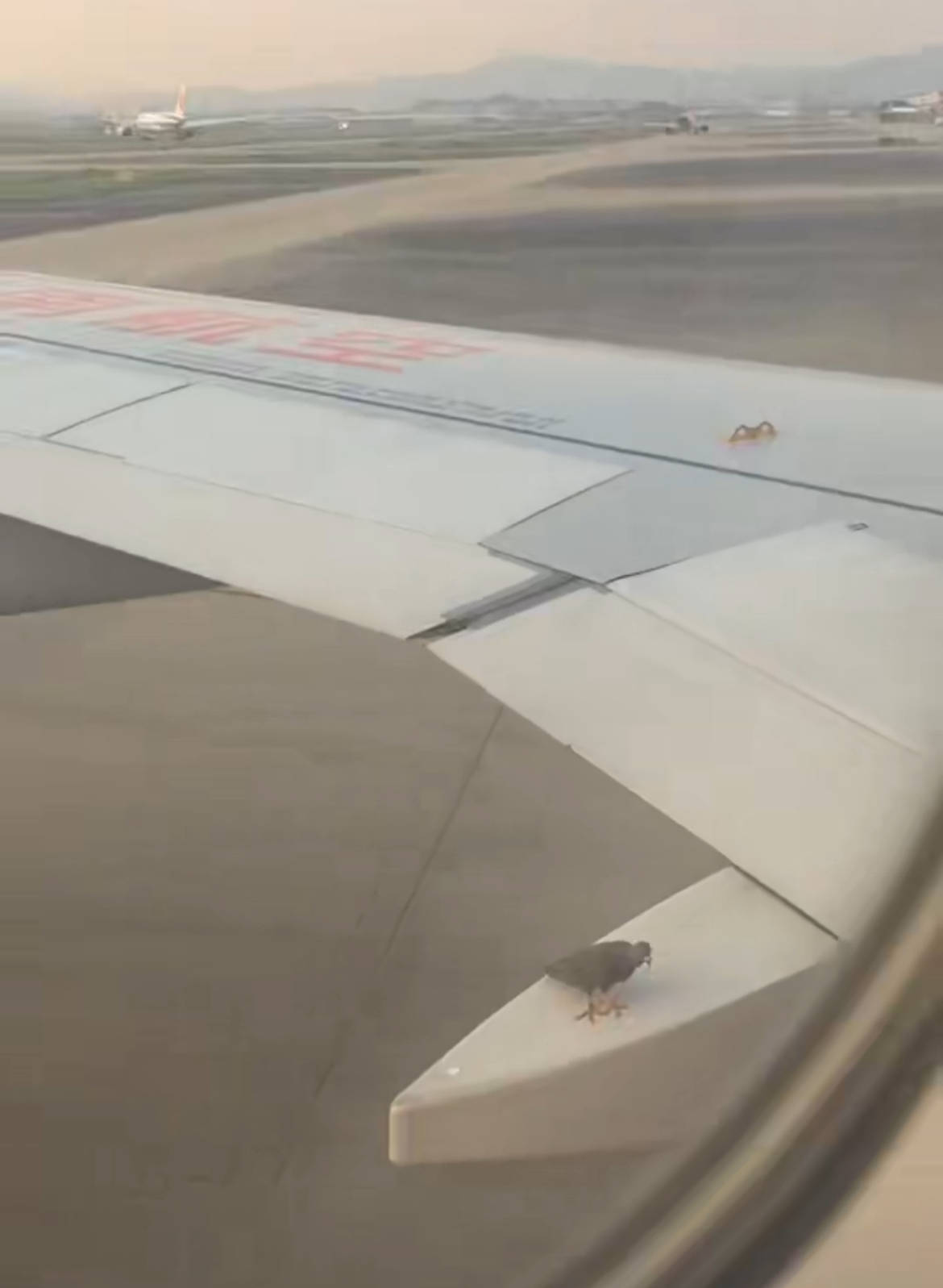 海南航空一飞机起飞滑行时一只鸟停在机翼上，广州白云机场：临时停靠一会儿就飞走了