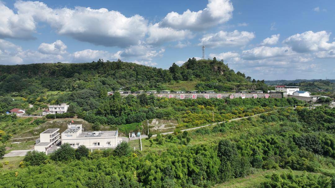 实探内江医用猪产业园 “救命猪” 原来是这样诞生的