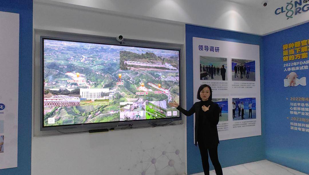 实探内江医用猪产业园 “救命猪” 原来是这样诞生的